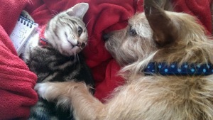 Scrappy and Gizmo having a cuddle